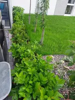 Hecke_20220608_060209.webp