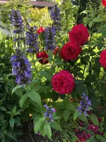8D0338C0-1447-4ABC-9874-63730FA283BE.webp