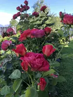 76134719-8F20-439F-8CD1-981647975D72.webp