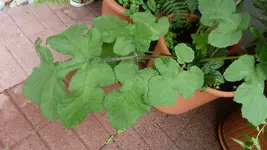 P1030403.webp