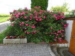DSC02436.JPG