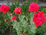 DSC02438.JPG