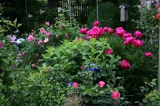 Juni      0722.webp