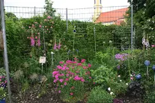 Juni      0822.webp