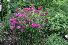 Juni      1022.webp
