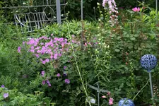 Juni      1122.webp