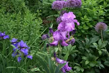 Juni      1422.webp