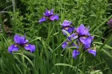 Juni      1522.webp
