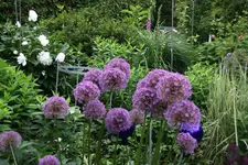 Juni      1622.webp