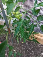 20220609_063102.webp