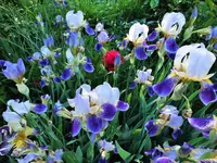 DSCF5157 (2).webp