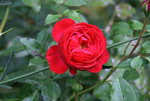 Rose Out of Rosenheim0115.JPG