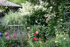 Johanniswolke0220.webp