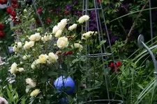 Rose The Pilgrim  0421.webp