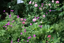 Rose The Countryman0221.webp