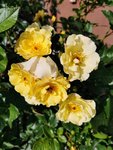 IMG_20220604_081537.jpg