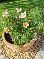 IMG_20220604_081607.webp
