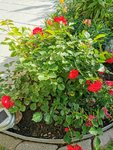IMG_20220604_082523.jpg