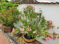 IMG_20220609_123824.webp