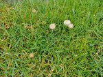IMG_20220609_115136.jpg