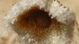 Eisbär-Auge2.webp