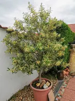 IMG_20220609_123914.webp