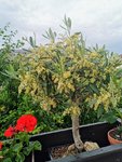 IMG_20220608_074321.jpg