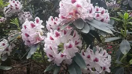 DSC_0517 (5).webp DSC_0517 (5).webp