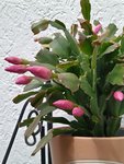 IMG_20220609_103950_3.jpg