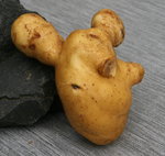 Kartoffel0617.JPG