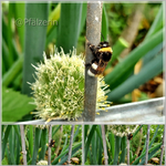 Hummel beim Klettern zzz.webp