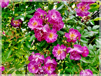 Rosen c.webp