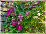 Rosen und Clematis.jpg