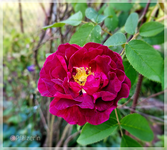 Samtrose b.webp