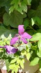 Clematis 3.jpg