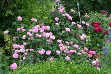 Rose Louse Odier0718.webp