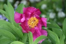 Pfingstrosen  0321.webp