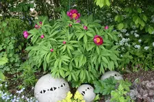 Pfingstrosen  0421.webp