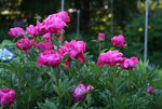 Pfingstrosen0517.JPG