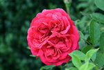 Rose Out of Rosenheim0216.JPG