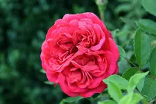Rose Out of Rosenheim0216.webp
