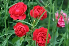 Rose Out of Rosenheim0616.webp