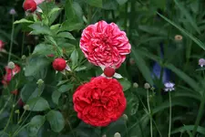 Rose Out of Rosenheim0917.webp