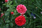 Rose Out of Rosenheim0917.JPG