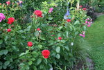Rose Out of Rosenheim0918.JPG