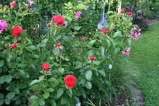 Rose Out of Rosenheim0918.webp