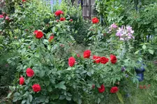 Rose Out of Rosenheim1418.webp