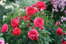 Rose Out of Rosenheim2019.webp