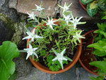 DSC02443.JPG