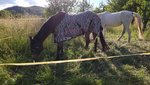 IMG_20220610_184418.jpg